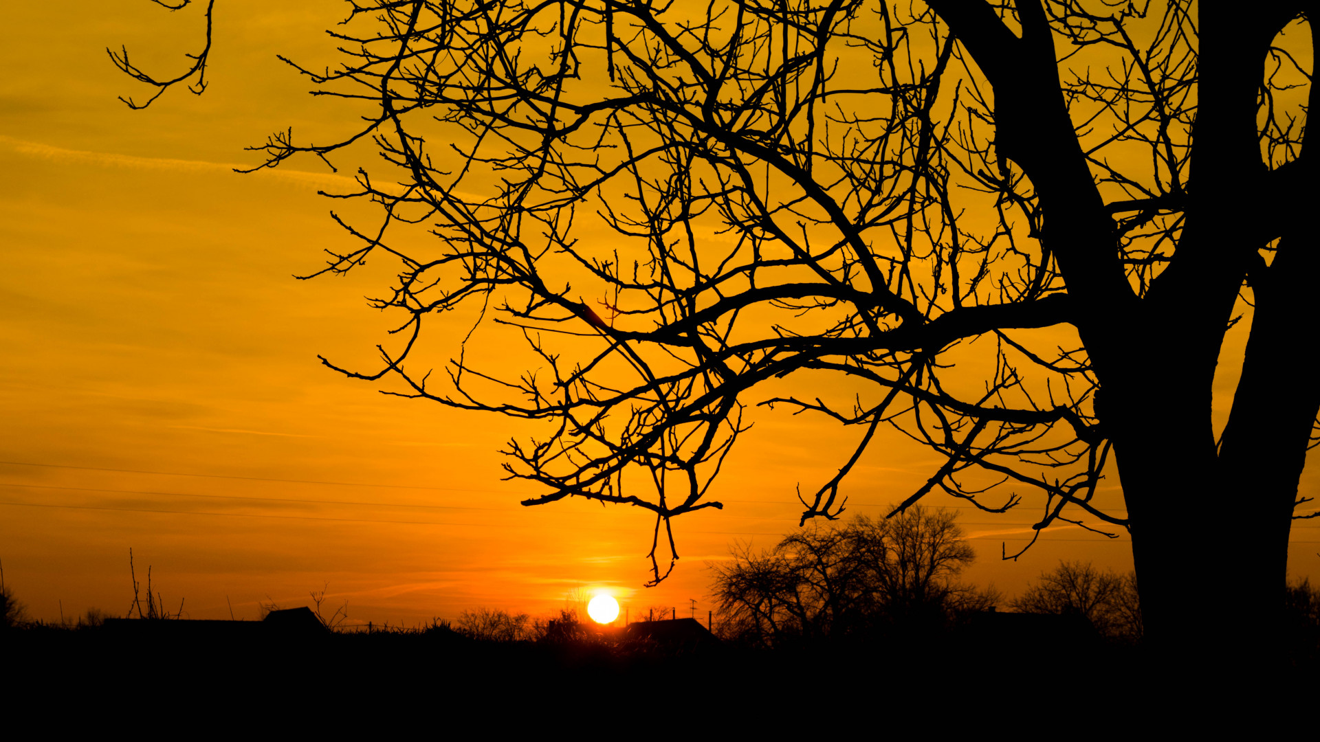 Silhouette of Bare Tree