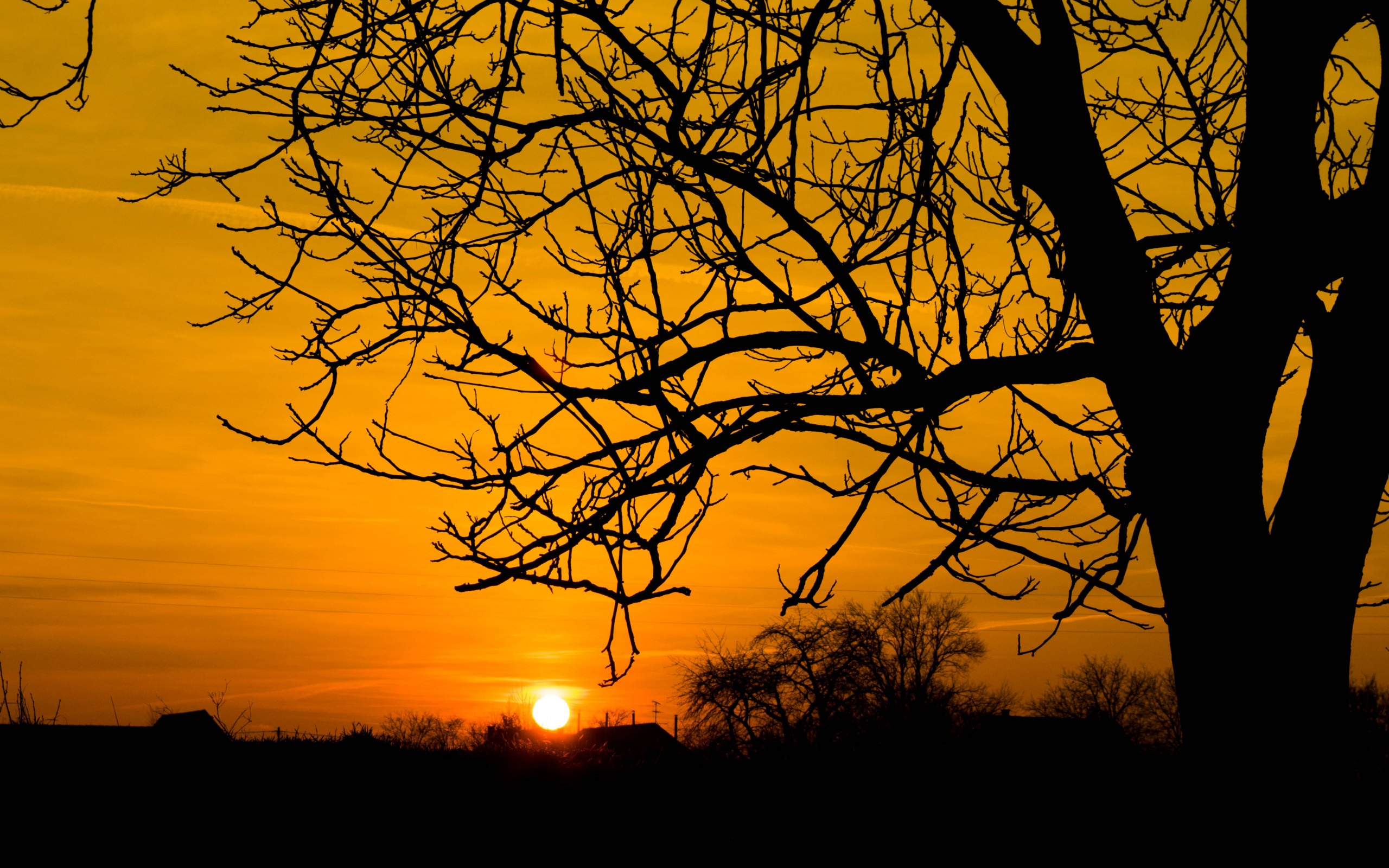 Silhouette of Bare Tree