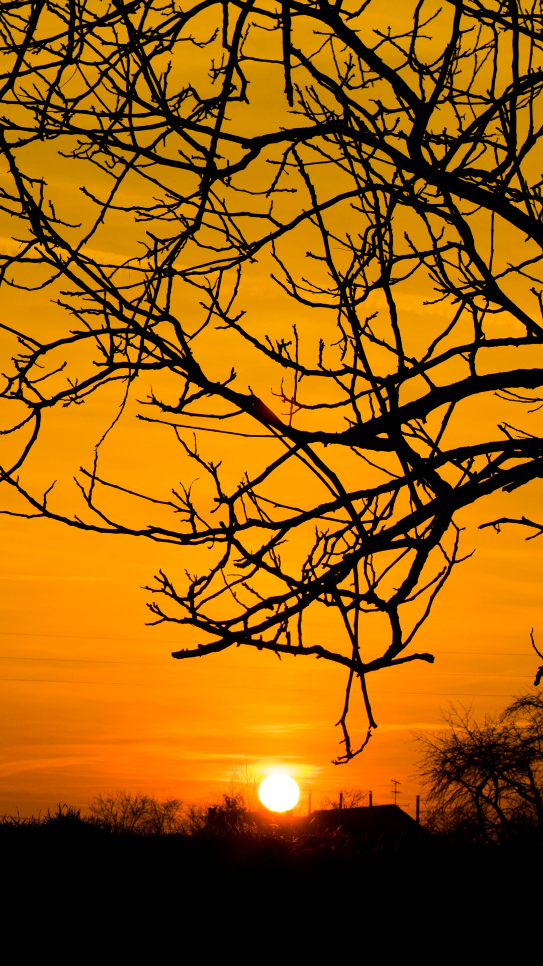Silhouette of Bare Tree