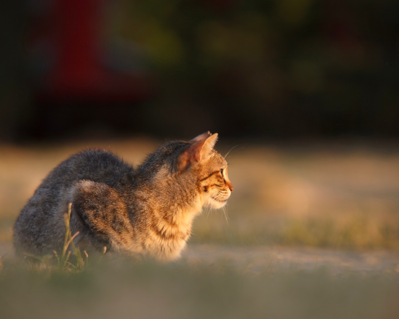 Cat in field