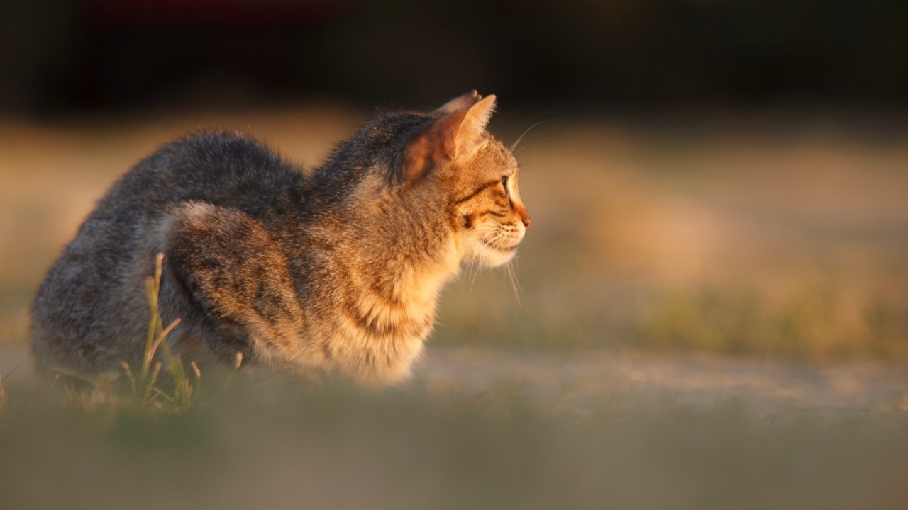 Cat in field