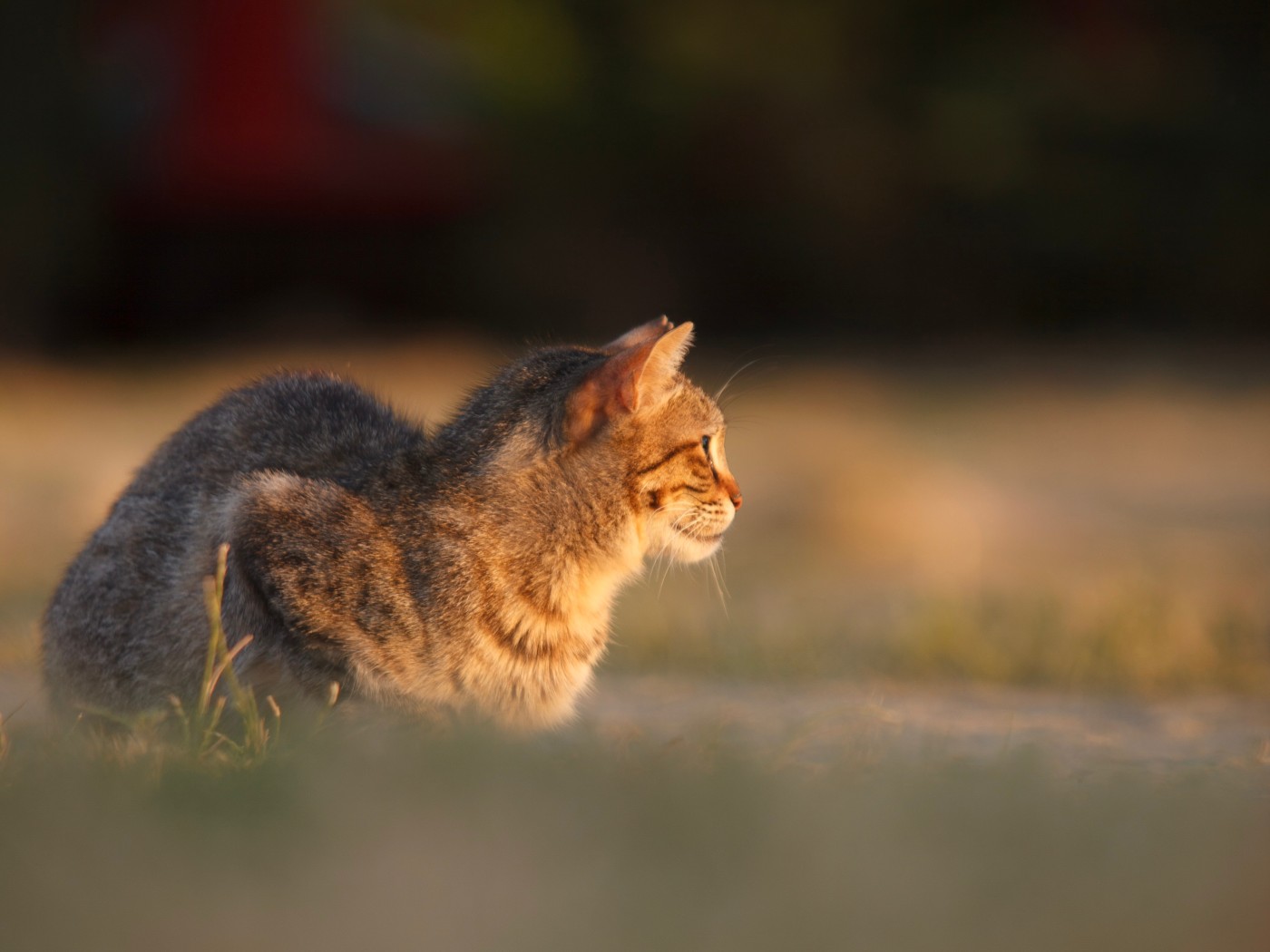Cat in field