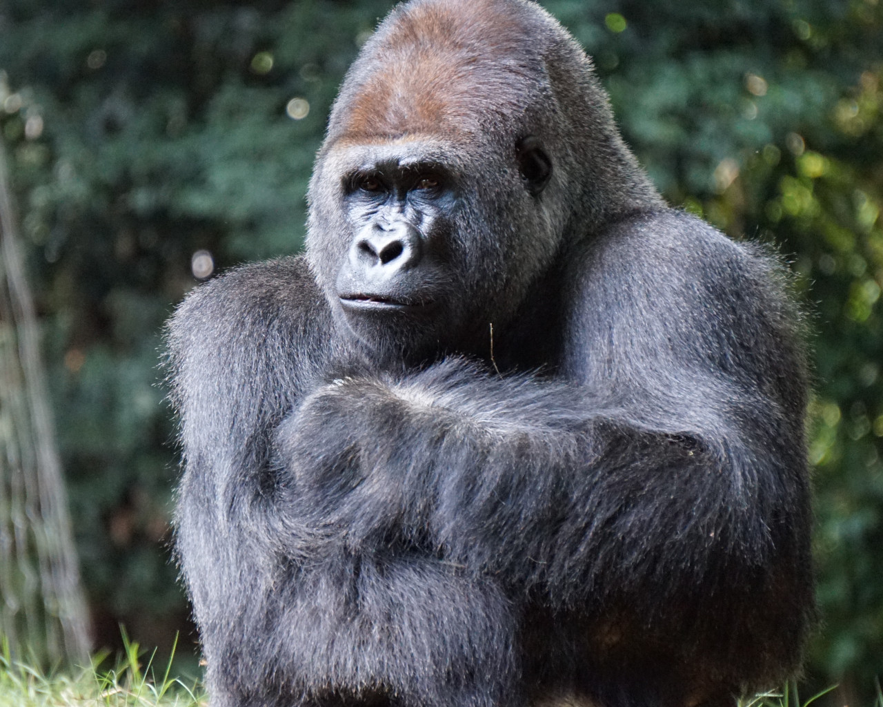 Gorilla