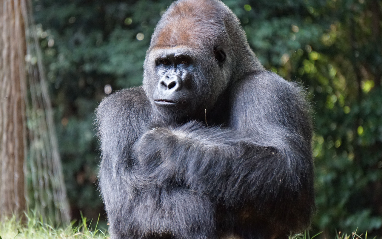 Gorilla