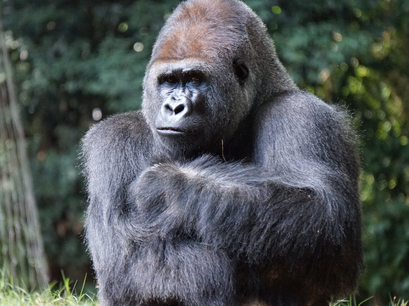 Gorilla