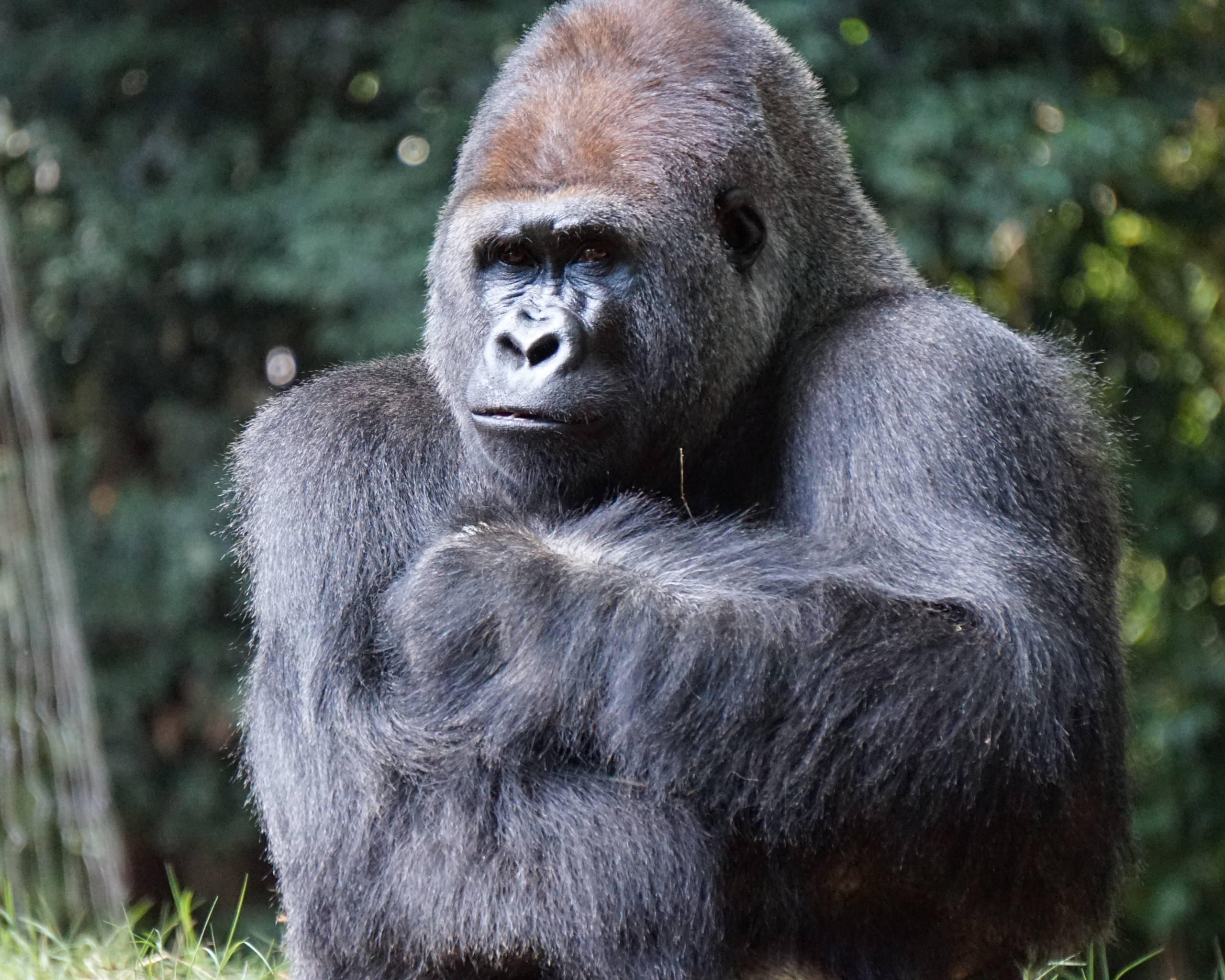 Gorilla