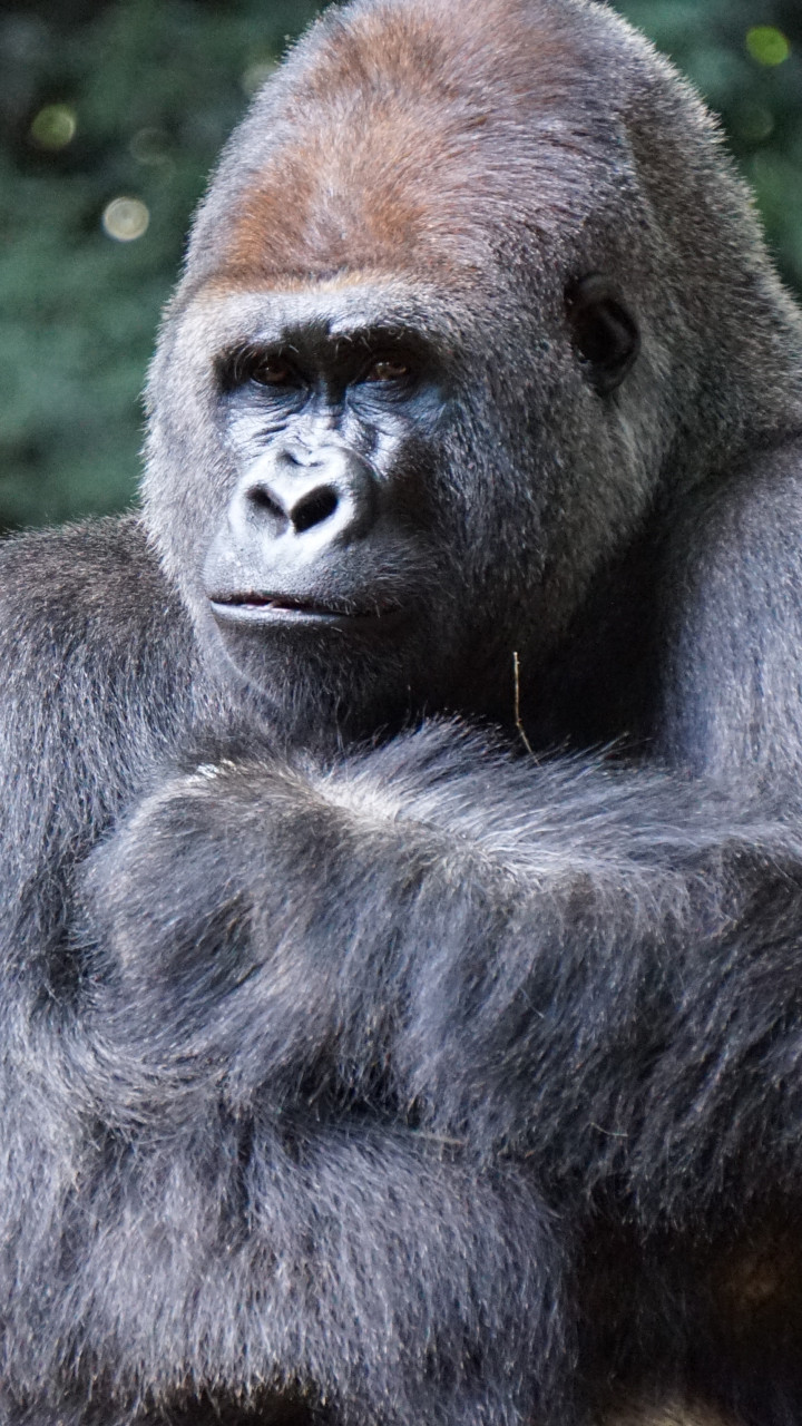 Gorilla