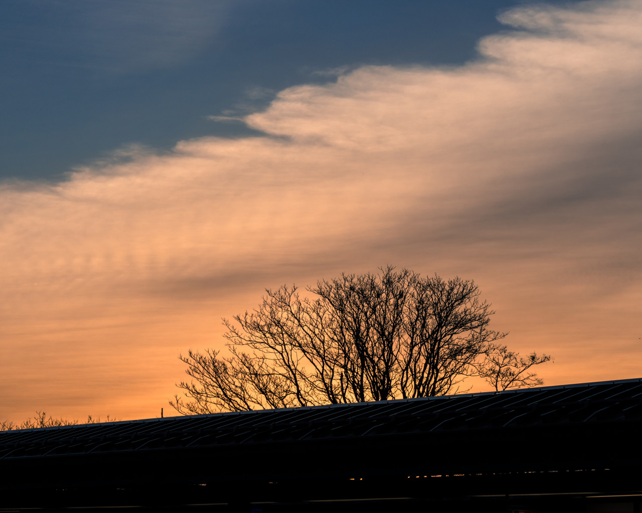 Silhouette of Leafless Tree