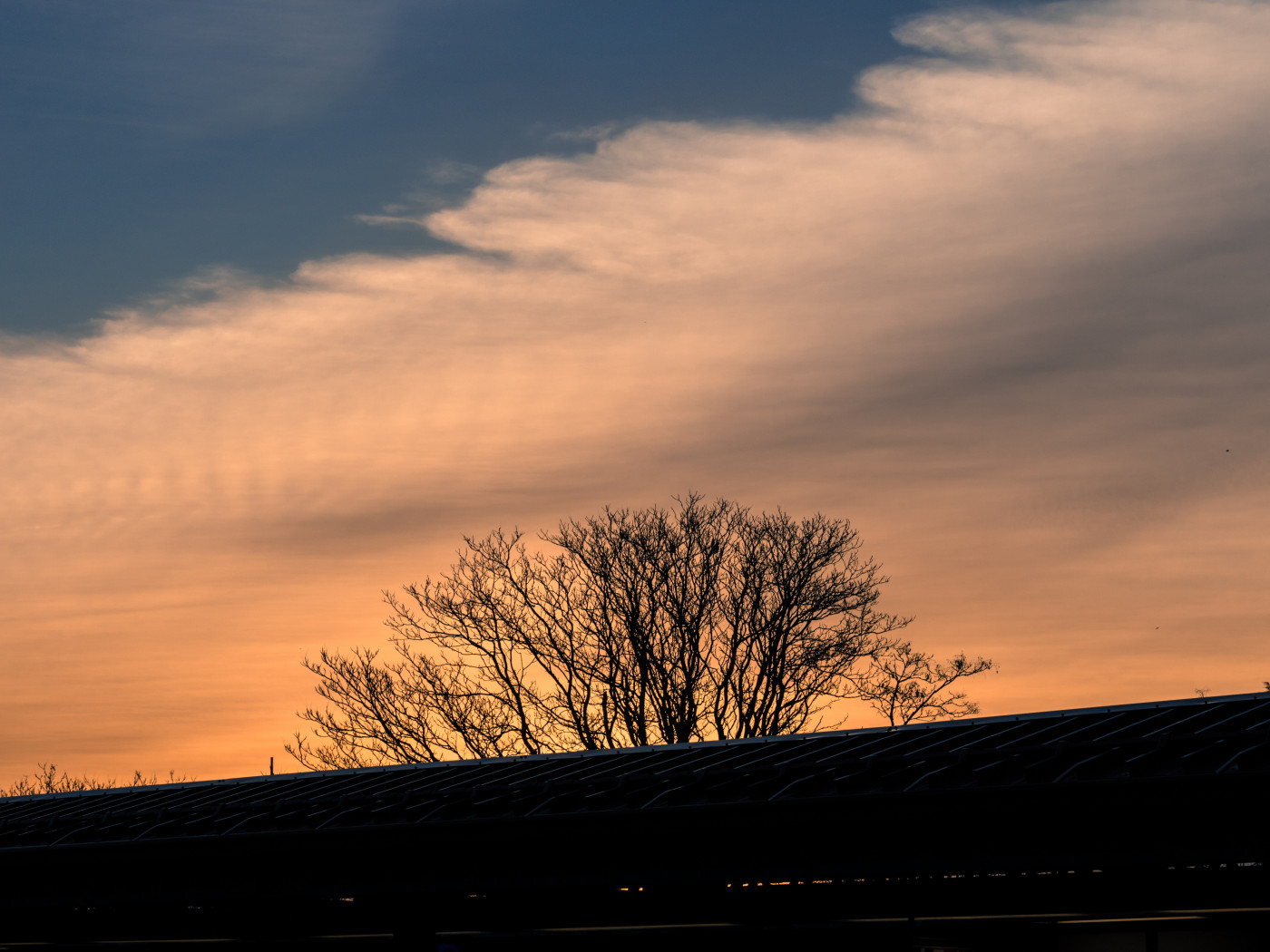 Silhouette of Leafless Tree
