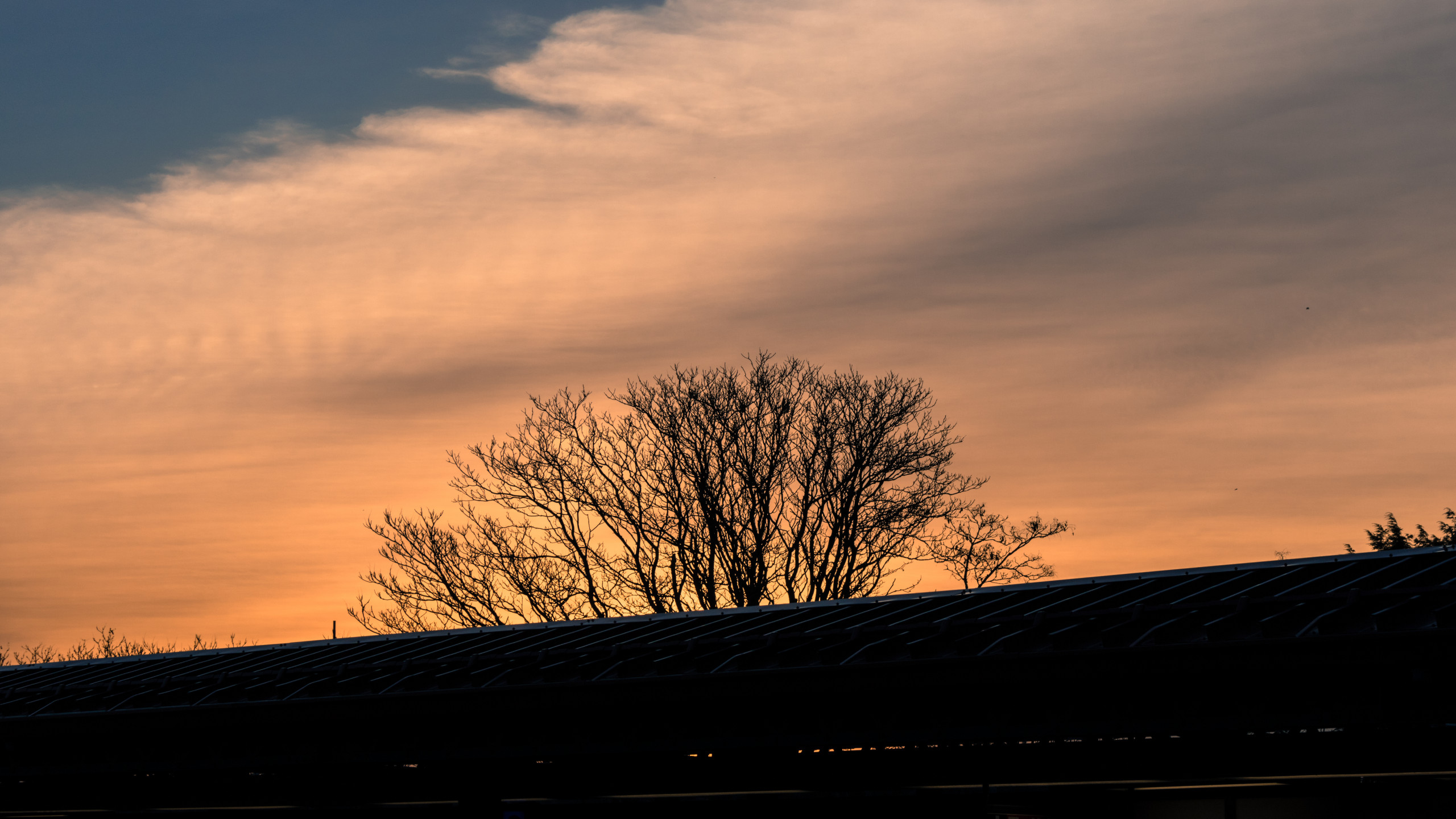 Silhouette of Leafless Tree