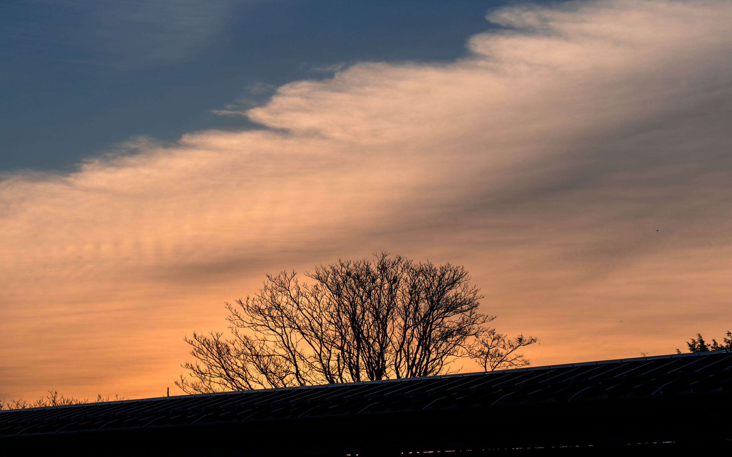 Silhouette of Leafless Tree