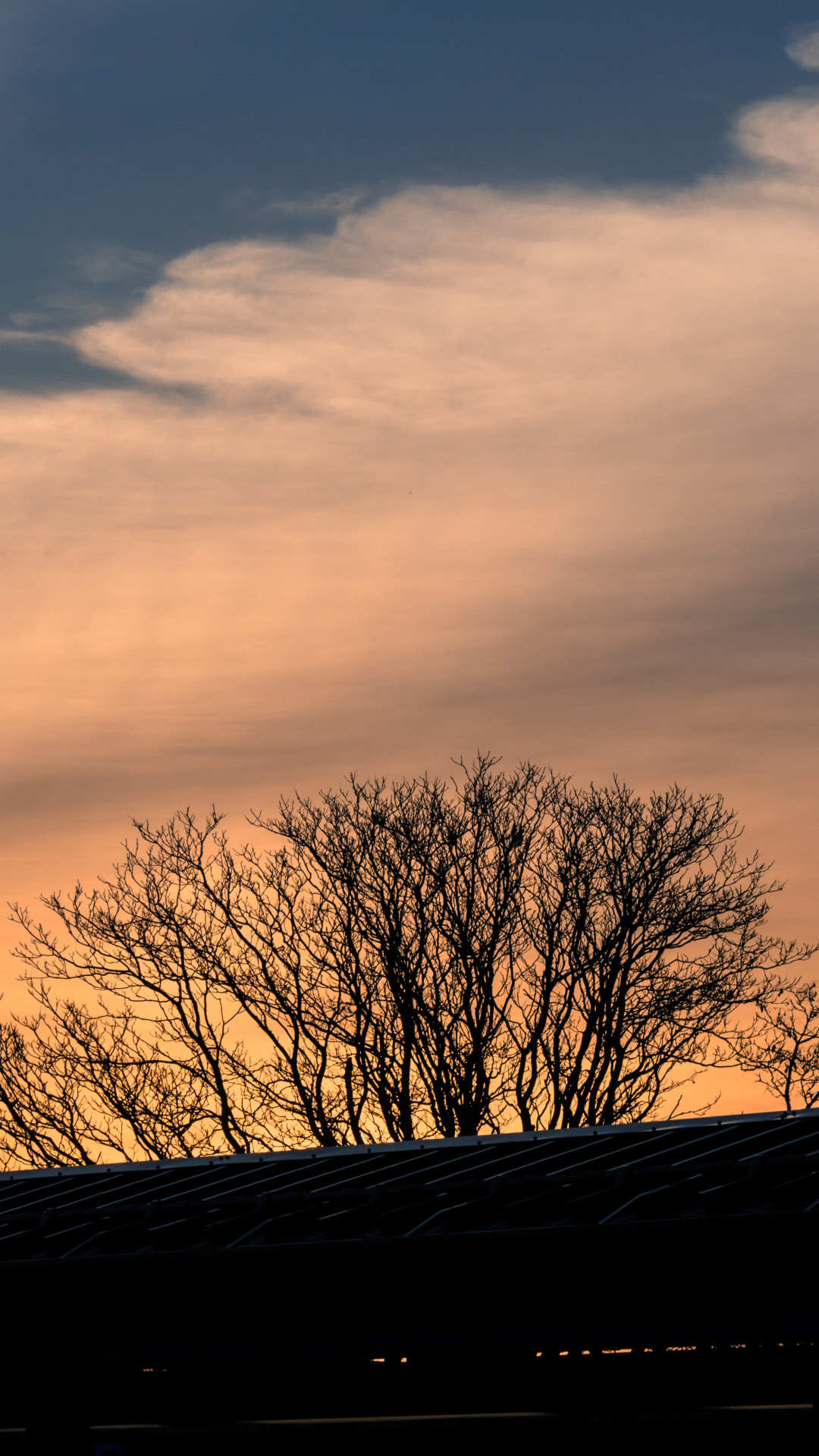 Silhouette of Leafless Tree
