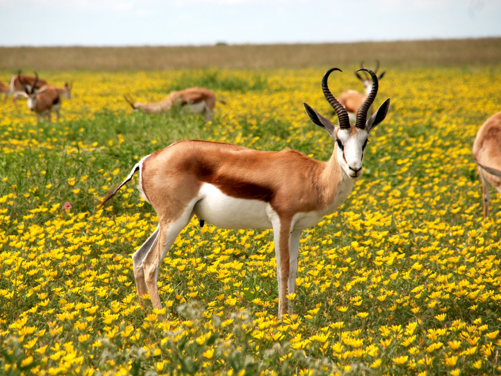 Antelope