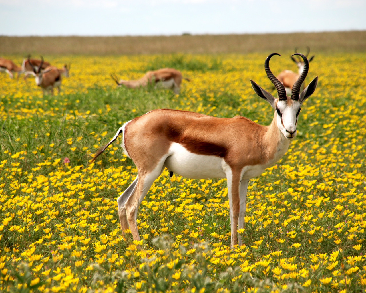 Antelope