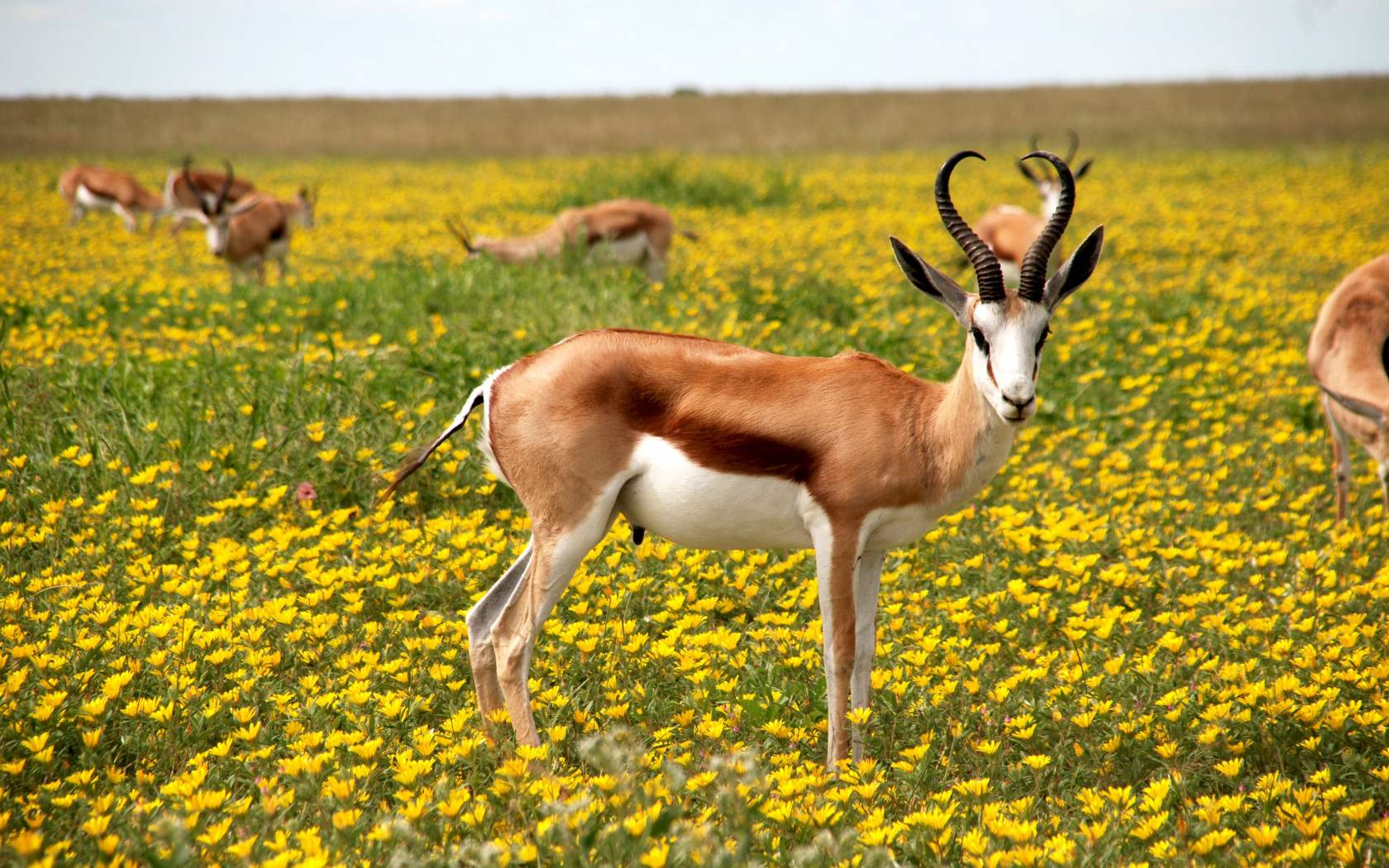 Antelope