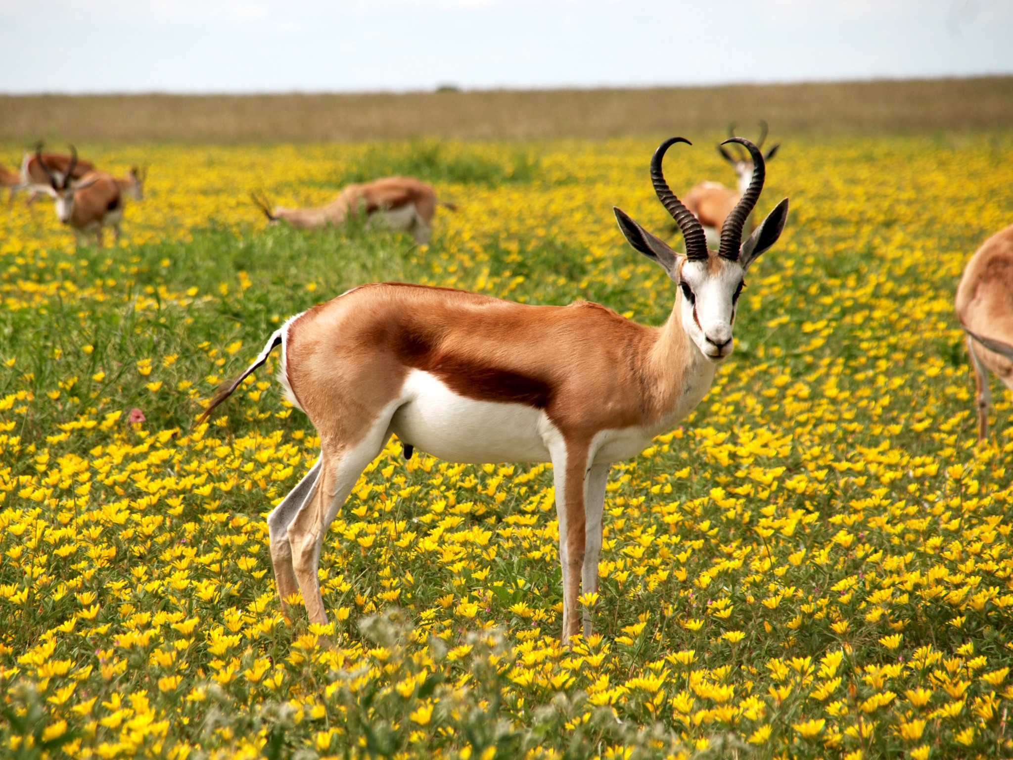Antelope