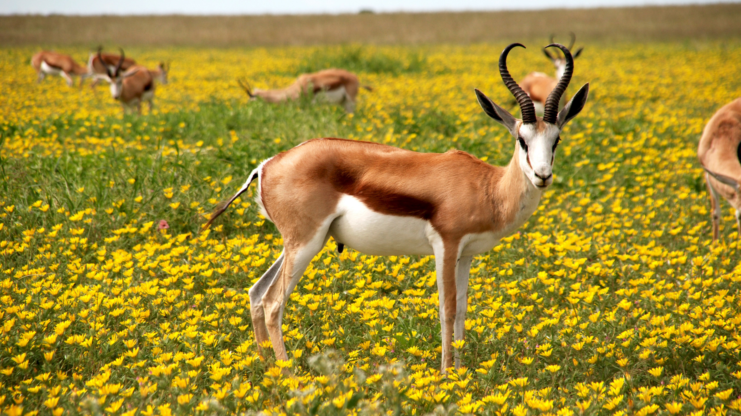 Antelope