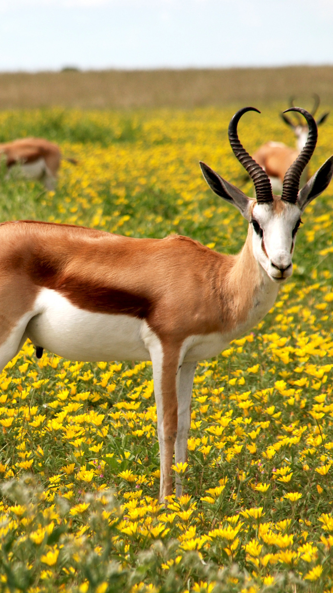 Antelope
