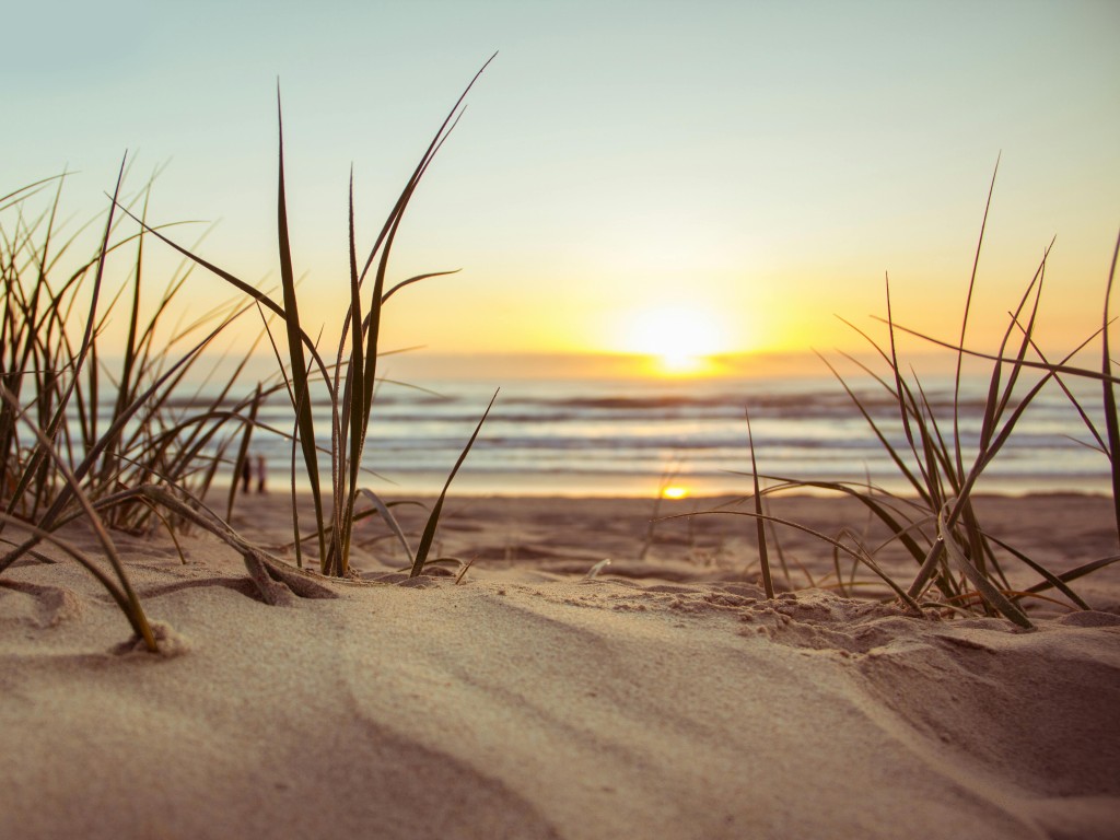 Green Grass during Sunset