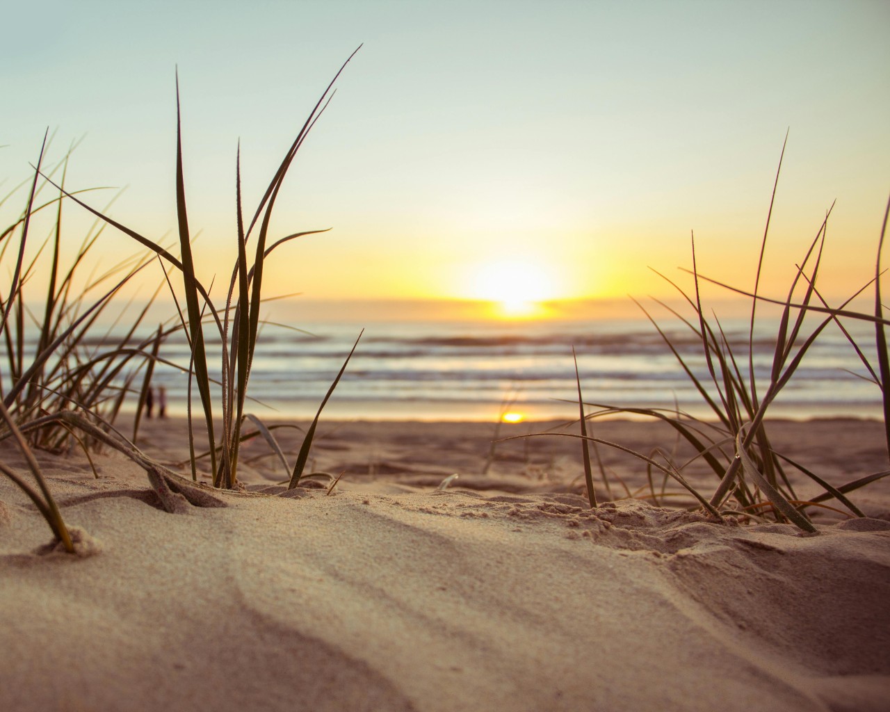 Green Grass during Sunset
