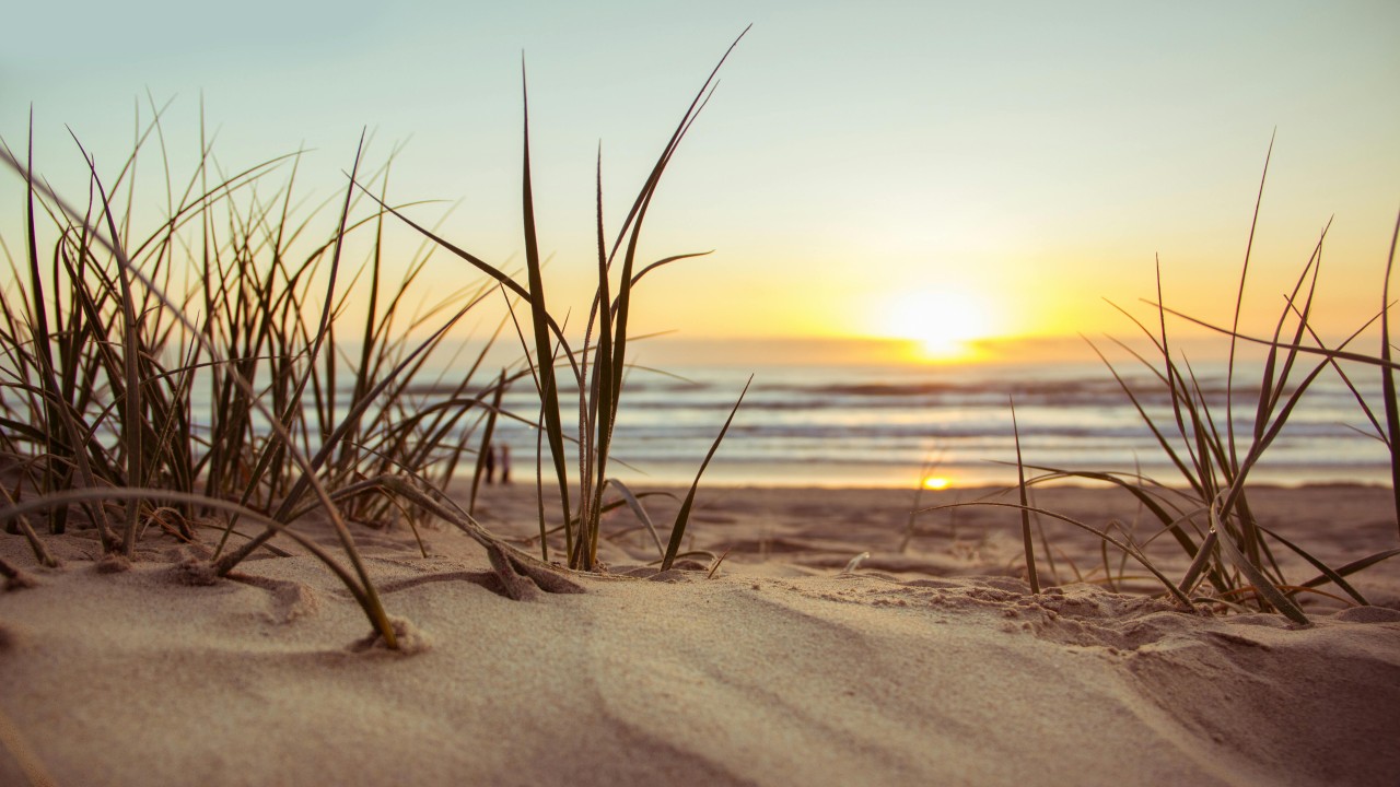 Green Grass during Sunset
