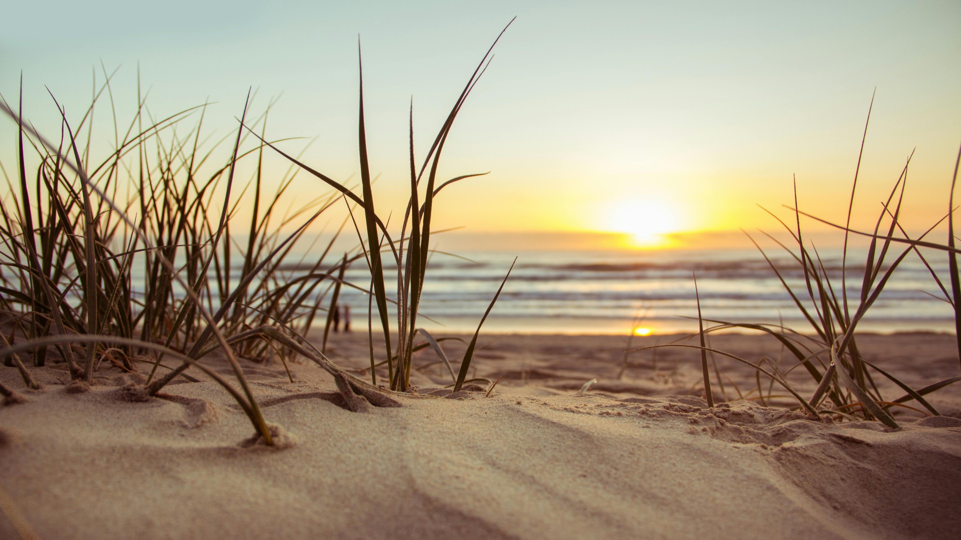 Green Grass during Sunset