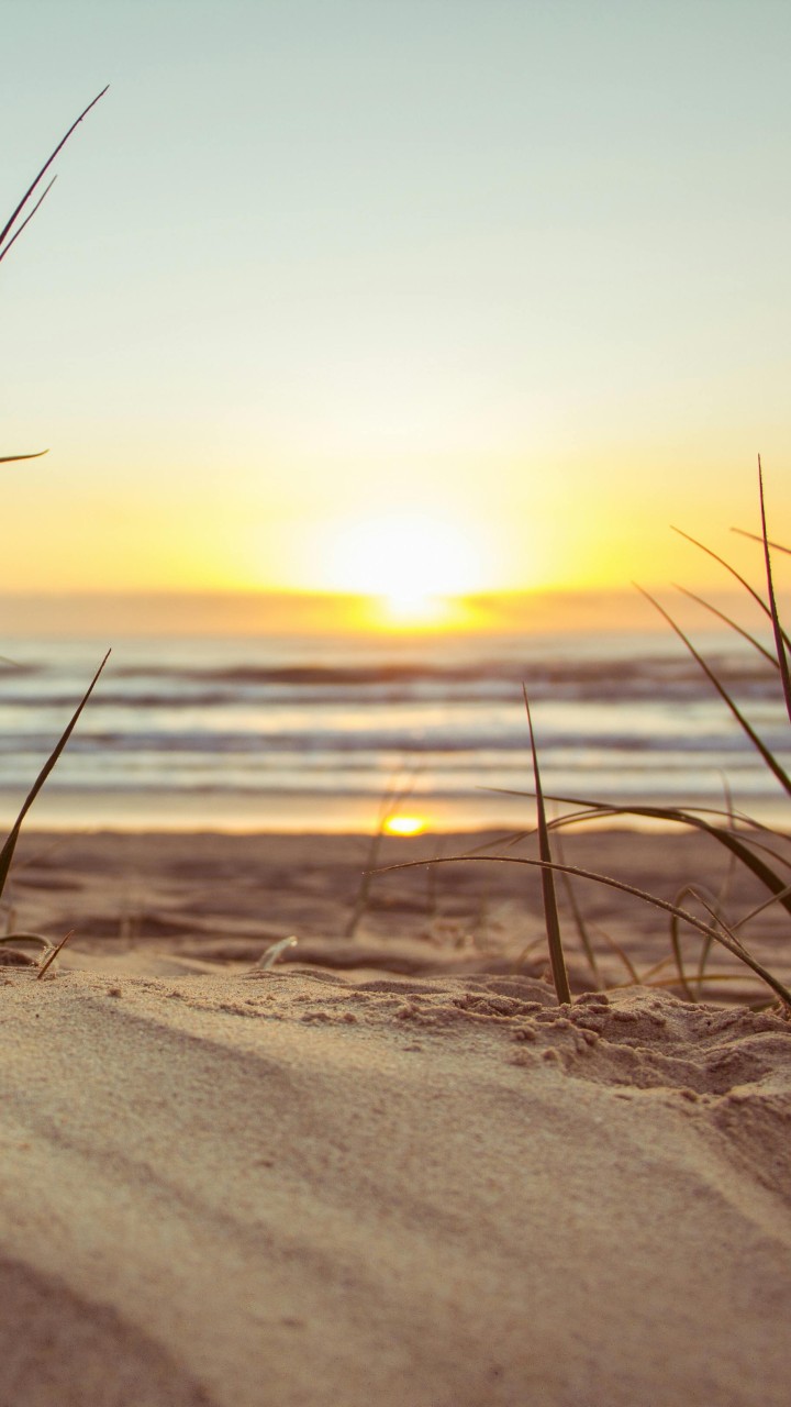 Green Grass during Sunset