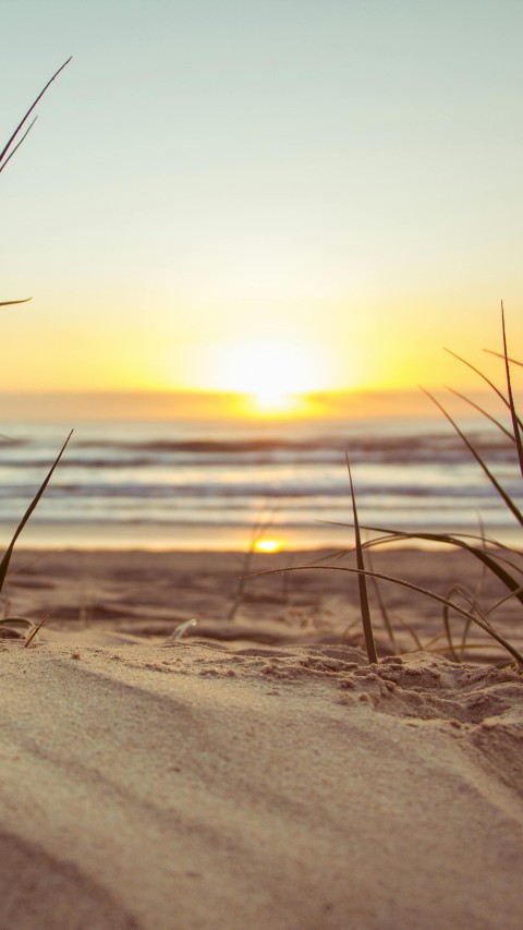 Green Grass during Sunset