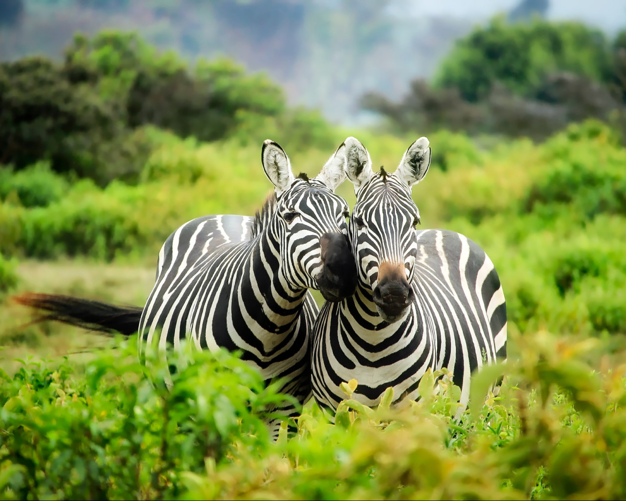 Zebras