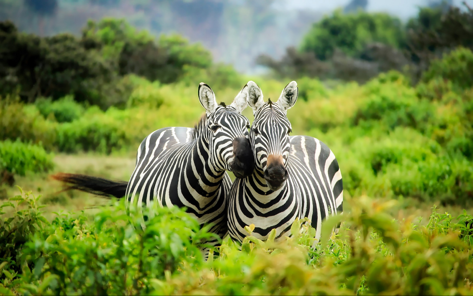 Zebras