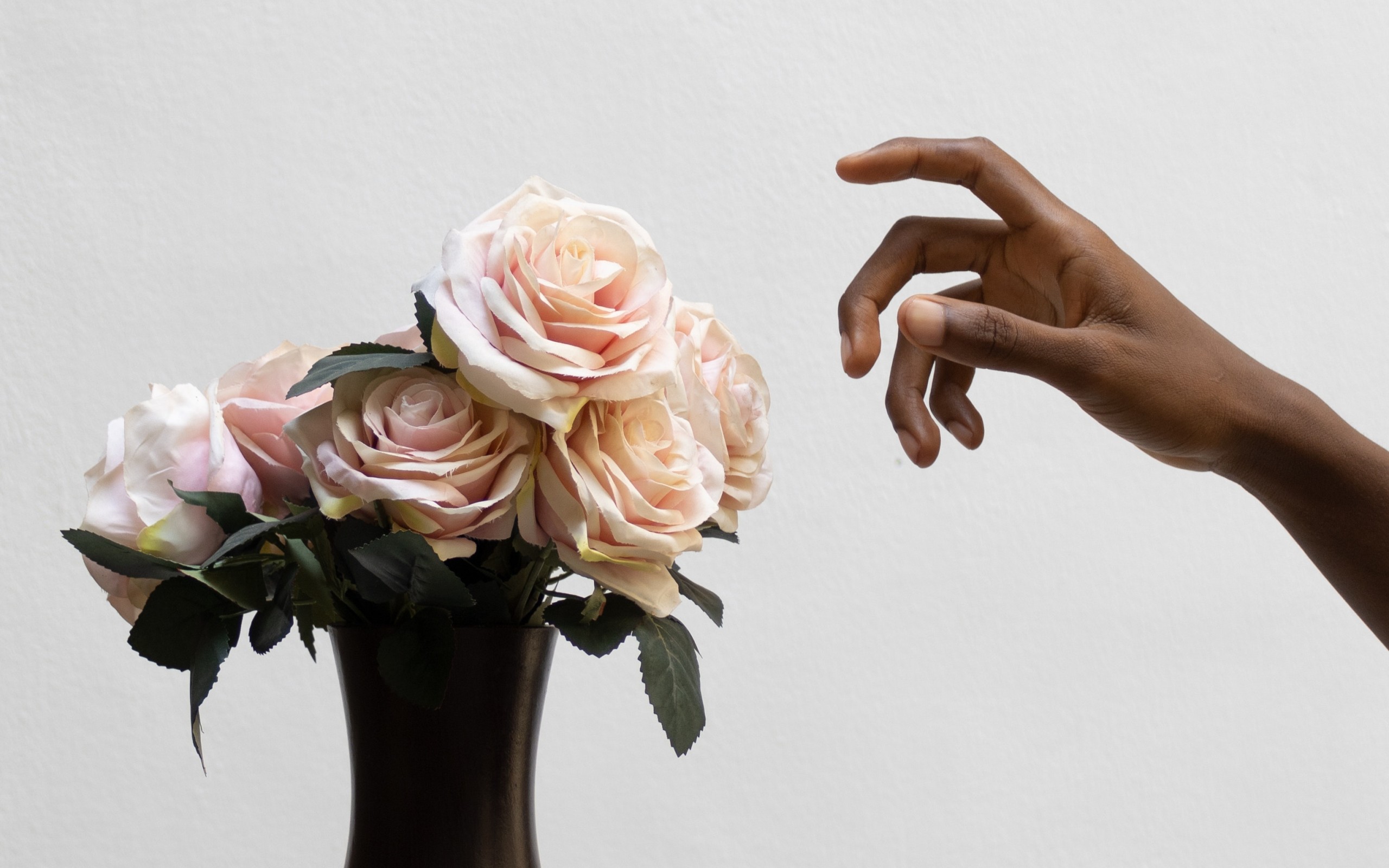 fresh roses