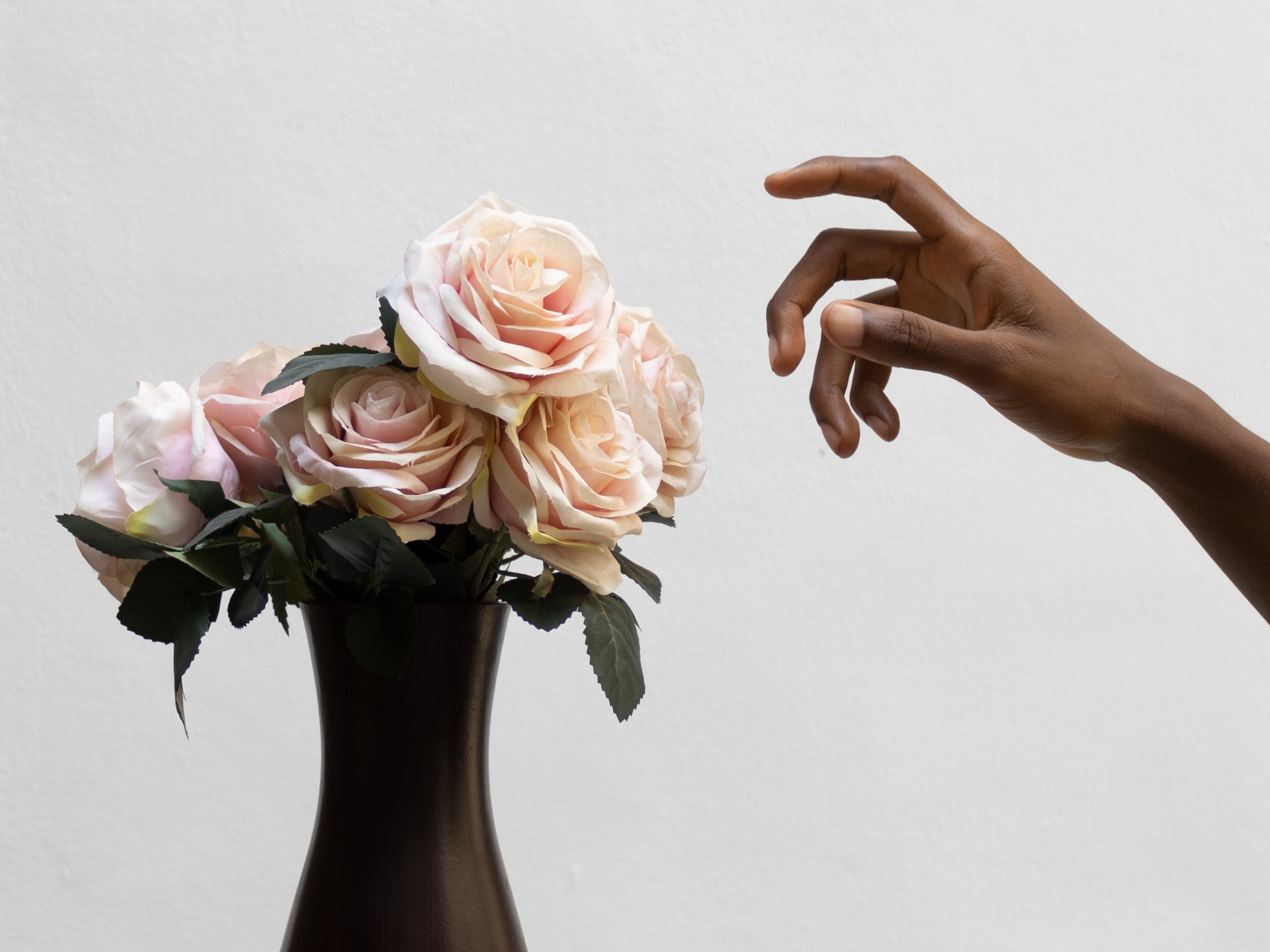 fresh roses