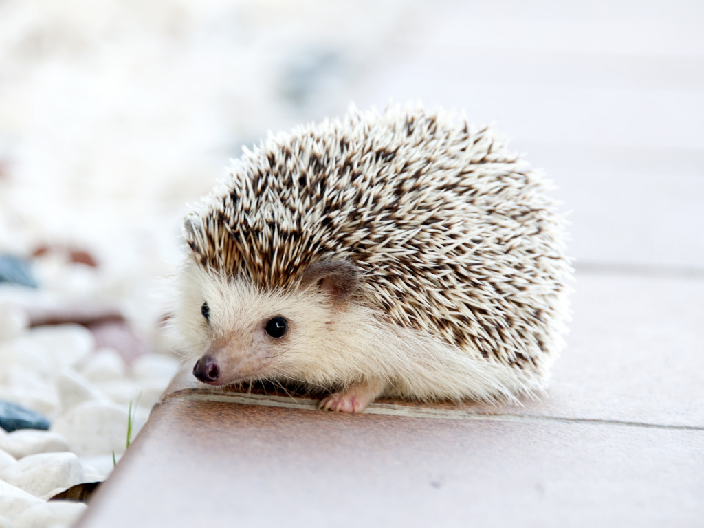 Hedgehog
