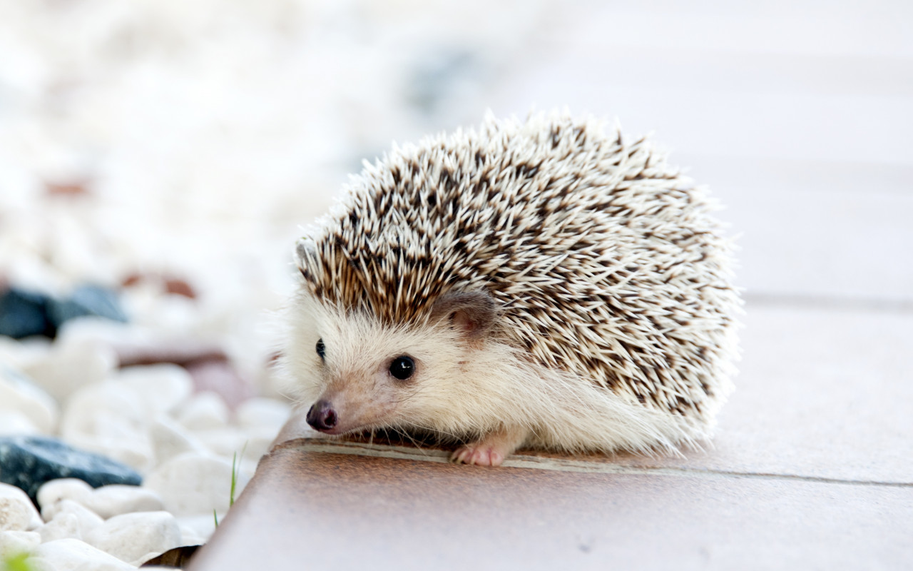 Hedgehog
