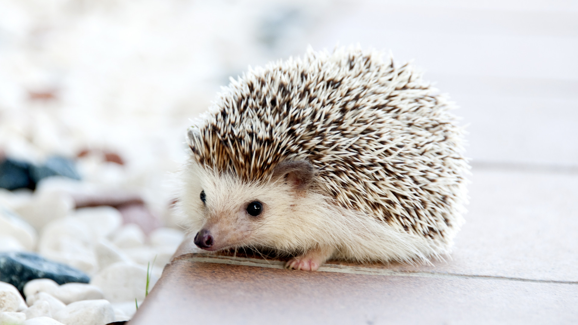 Hedgehog