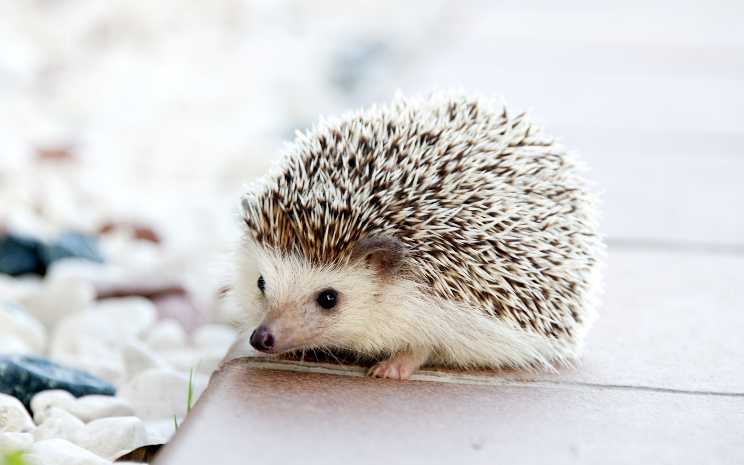 Hedgehog