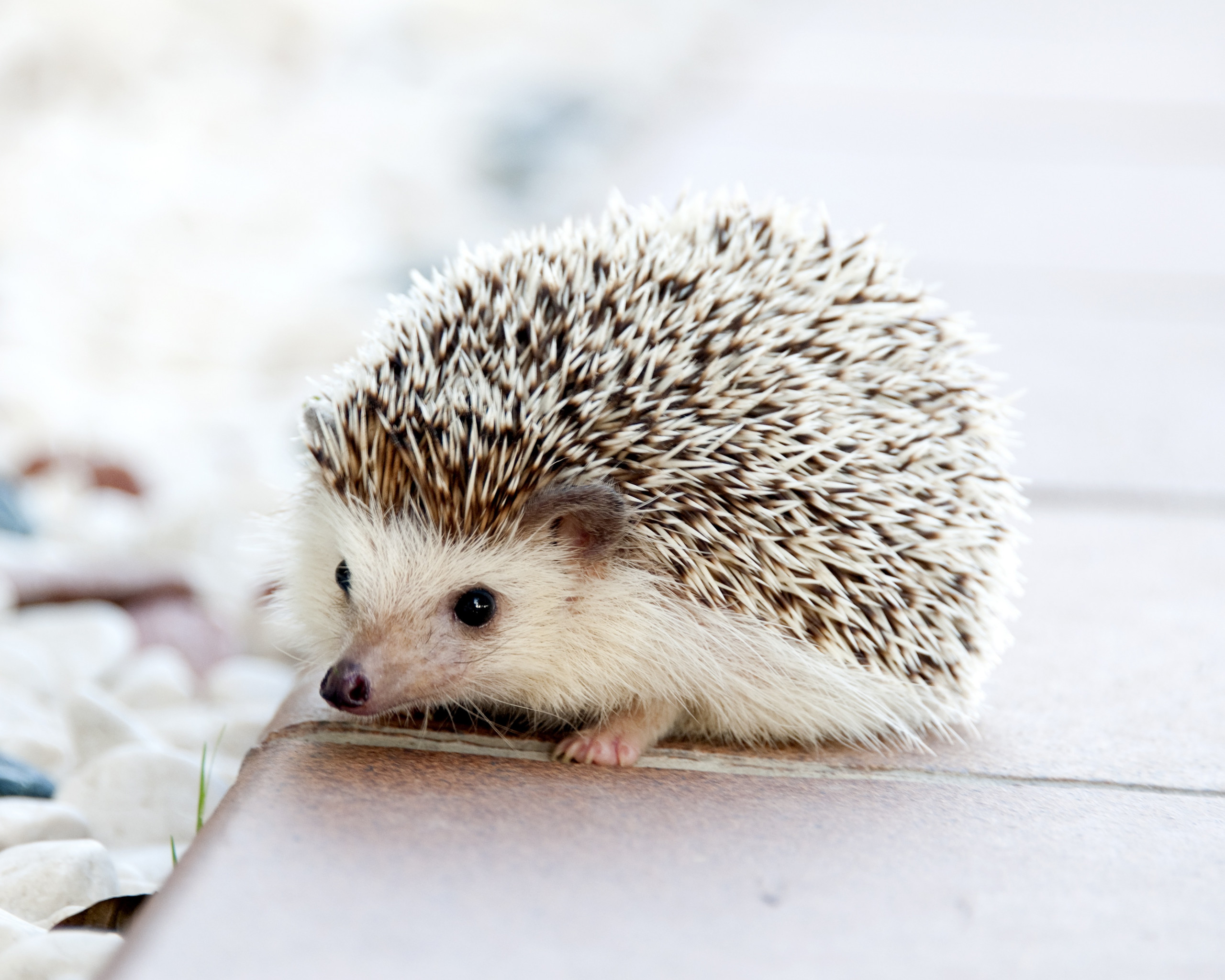 Hedgehog