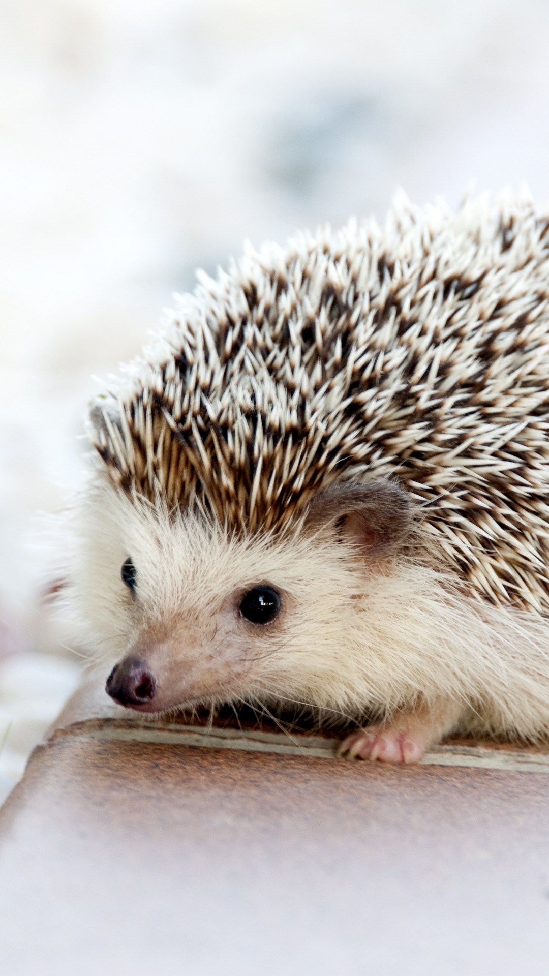 Hedgehog