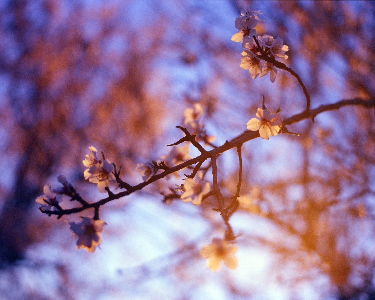 White Petaled Flower
