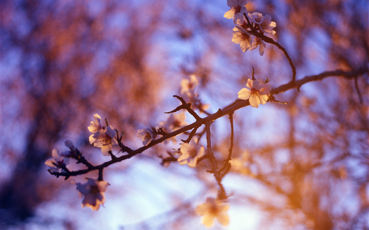 White Petaled Flower