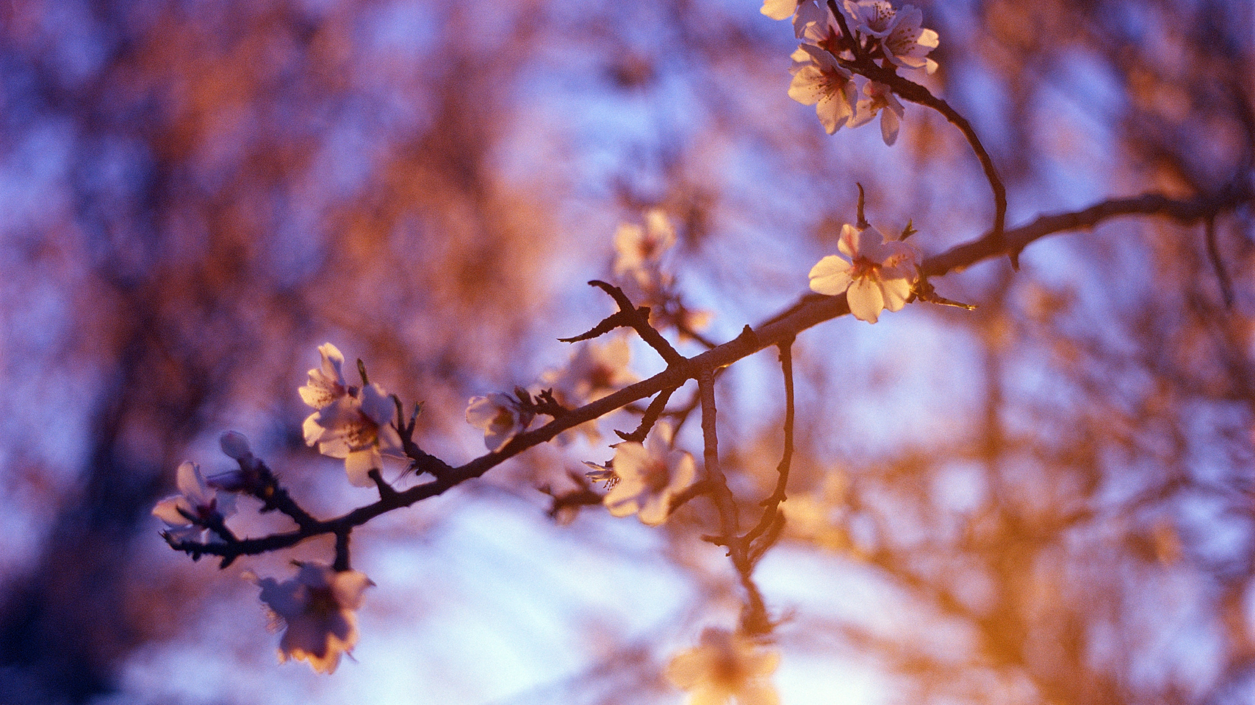 White Petaled Flower