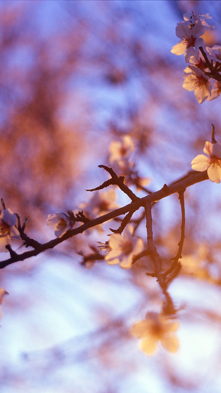 White Petaled Flower