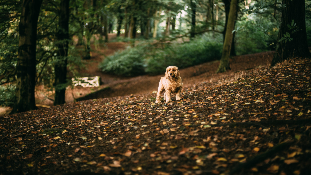 Cocker Spaniel in autumn leaves