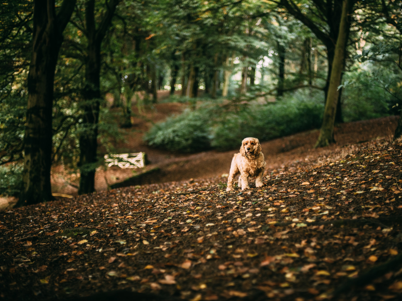 Cocker Spaniel in autumn leaves