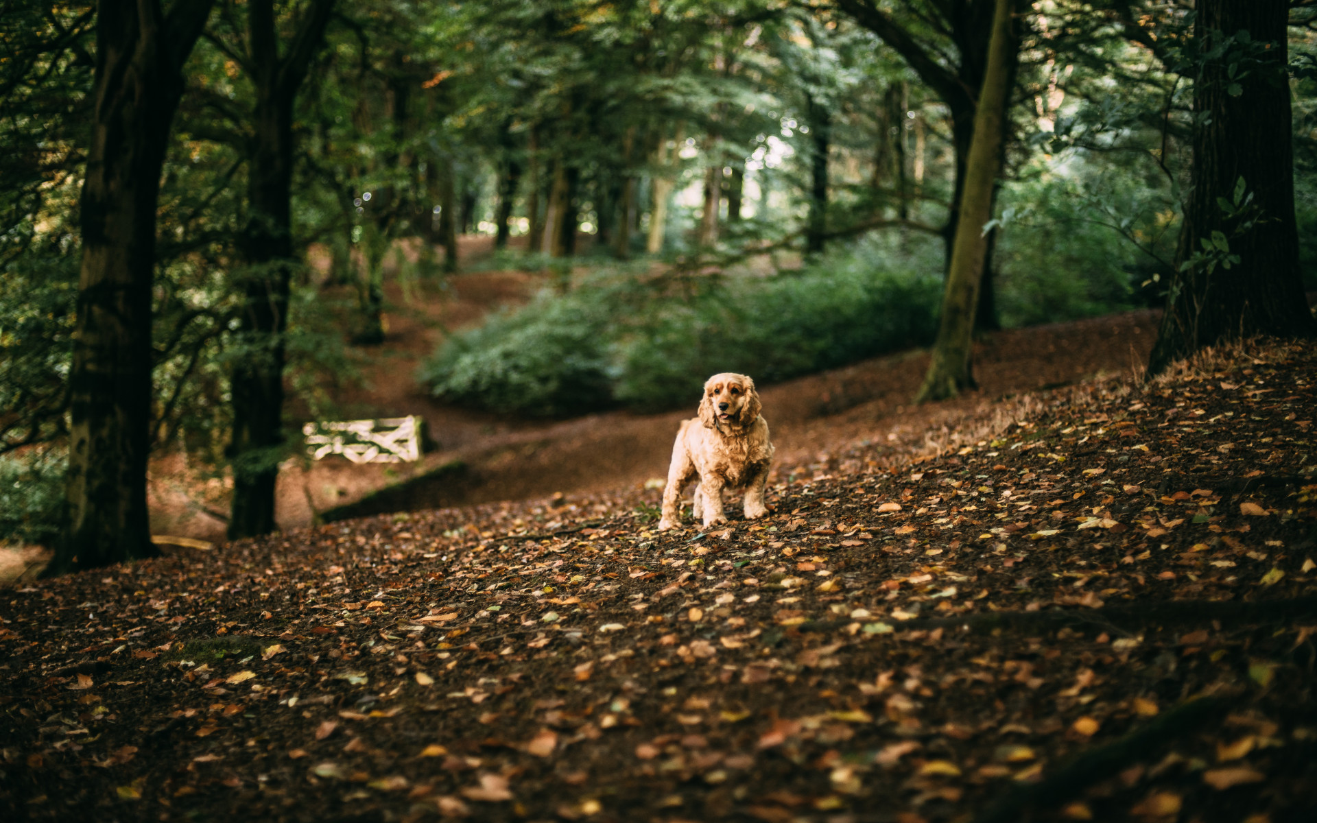 Cocker Spaniel in autumn leaves