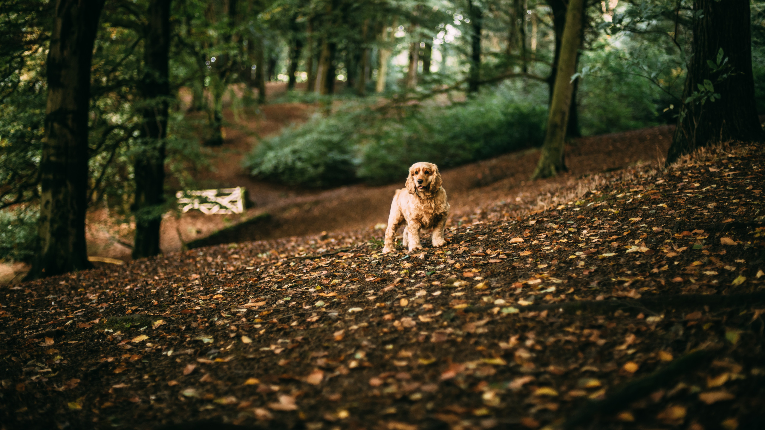 Cocker Spaniel in autumn leaves