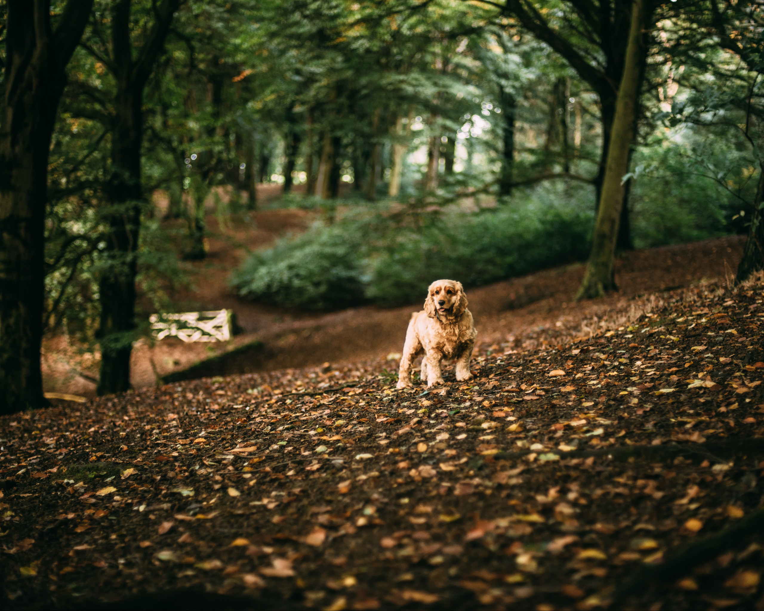 Cocker Spaniel in autumn leaves