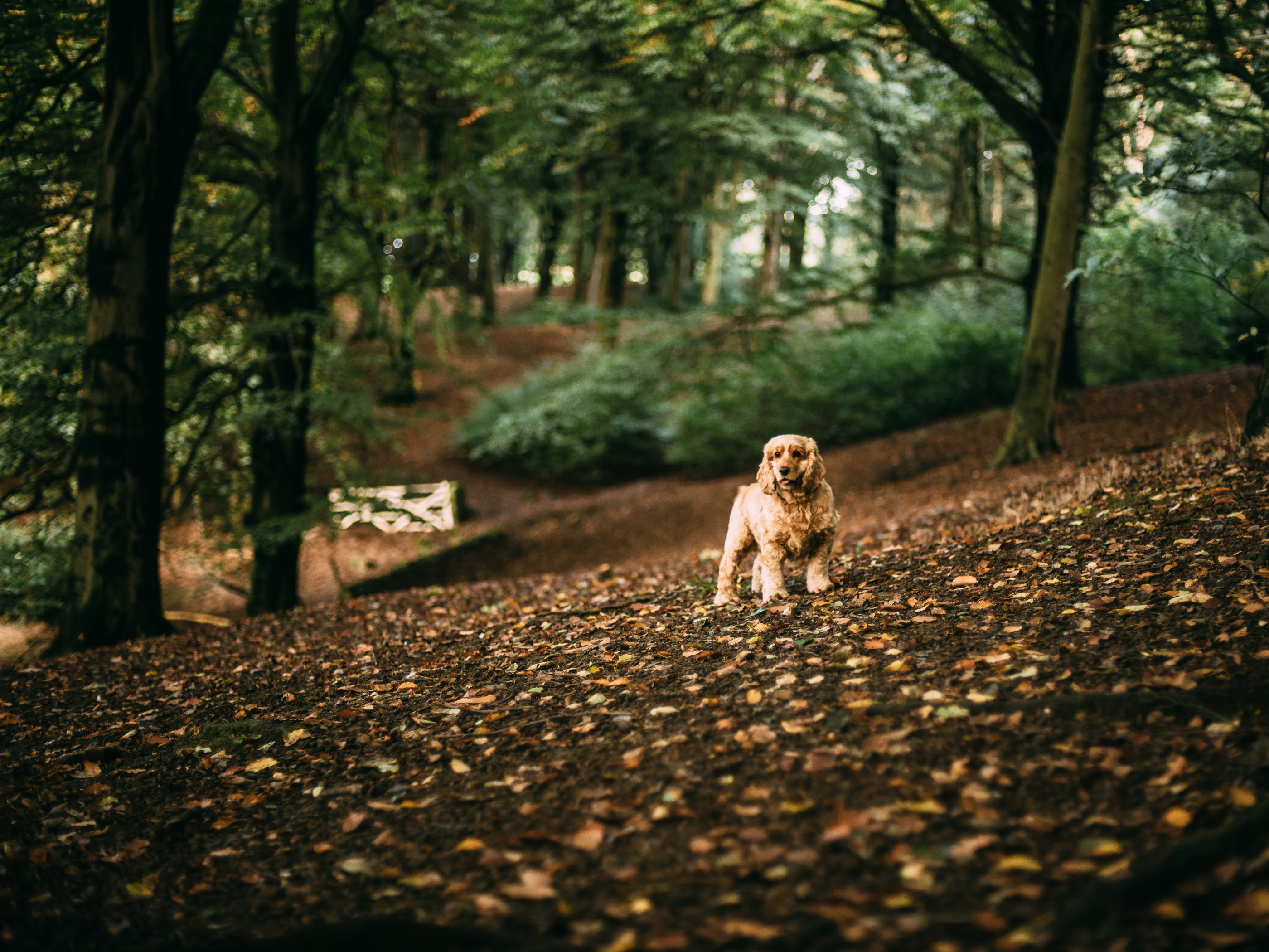 Cocker Spaniel in autumn leaves