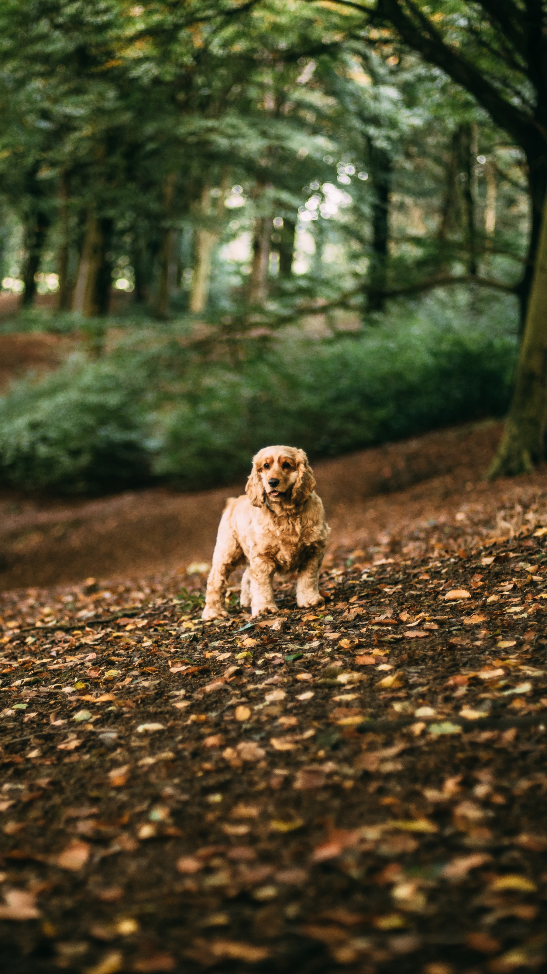 Cocker Spaniel in autumn leaves