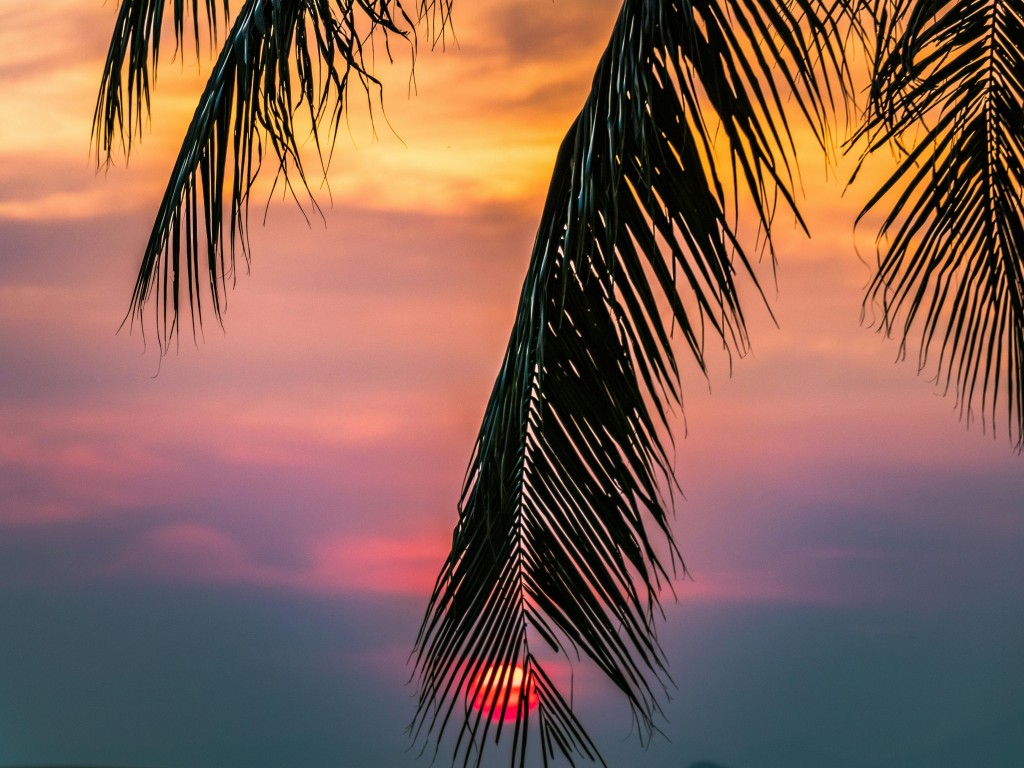 Sun Covered With Coconut Tree during Sunrise